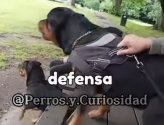 Y2101002 Perros que son un terror en la guardia (Parte 2)