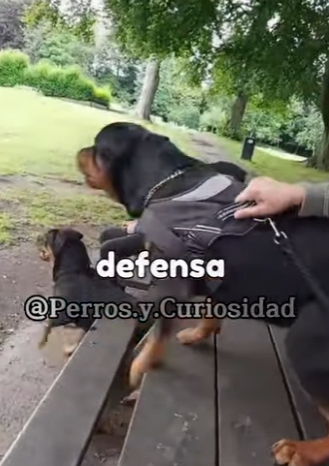 Y2101002 Perros que son un terror en la guardia (Parte 2)