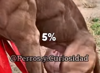 Y2101003 Descubre cuál es el verdadero Pitbull (Parte 2)