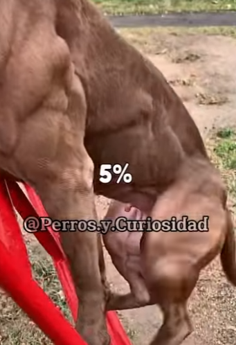 Y2101003 Descubre cuál es el verdadero Pitbull (Parte 2)