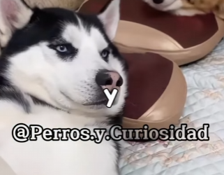 Y2101004 Los perros más bonitos del mundo (Parte 2)