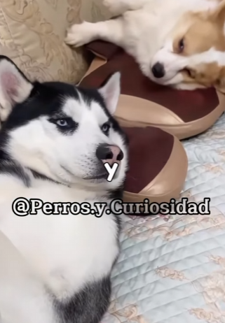 Y2101004 Los perros más bonitos del mundo (Parte 2)