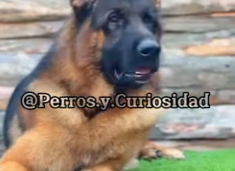 Y2101007 Este es el pastor alemán (Parte 2)