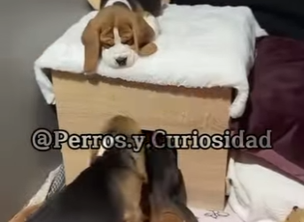 Y2101001 Este es el Beagle (Parte 2)