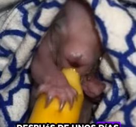 A1011004 wombats de rescate (Parte 2)