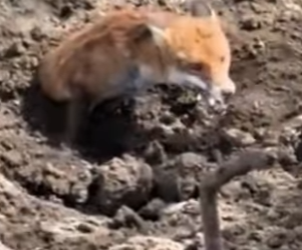 A0501007 Rescata al zorro (Parte 2)