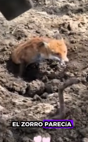 A0501007 Rescata al zorro (Parte 2)