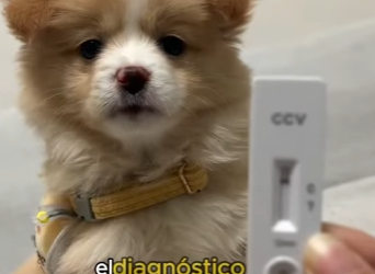 A2201006Pobre cachorro (Parte 2)