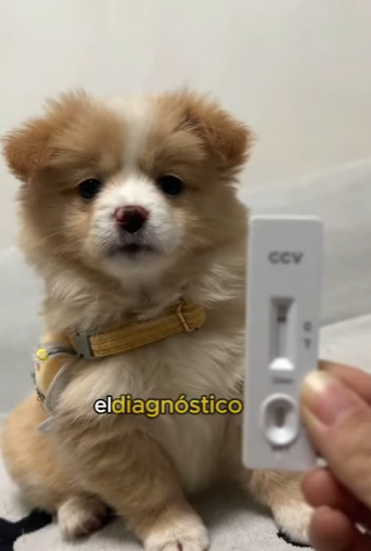 A2201006Pobre cachorro (Parte 2)