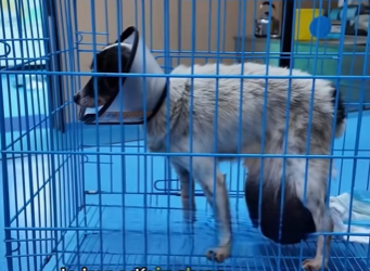 A2201005 Pobre cachorro (Parte 2)