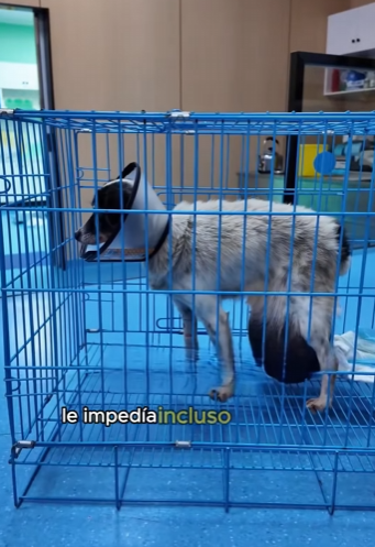 A2201005 Pobre cachorro (Parte 2)