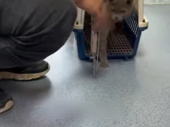 A2201007 El gatito que se balancea (Parte 2)