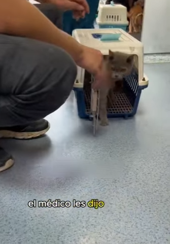 A2201007 El gatito que se balancea (Parte 2)