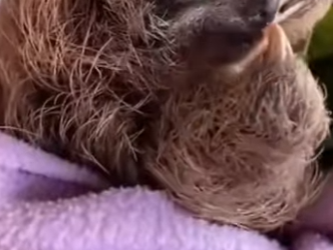 A2201001 Rescatando perezosos (Parte 2)