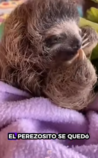 A2201001 Rescatando perezosos (Parte 2)