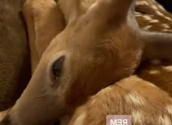 A2201002 Rescatar al ciervo (Parte 2)