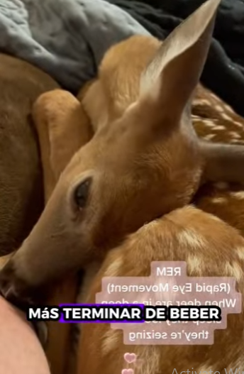 A2201002 Rescatar al ciervo (Parte 2)