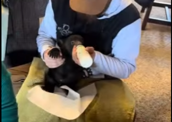 A2201003 Rescatando osos pardos (Parte 2)