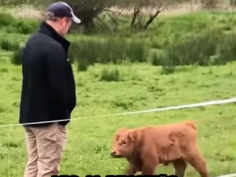 A2201004 Rescatar a la vaca (Parte 2)