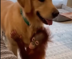 P1701010 He Saved Him Orangutan Never Forgot (Part 2)