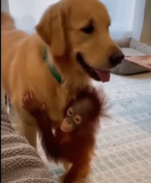 P1701010 He Saved Him Orangutan Never Forgot (Part 2)