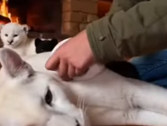 P2201002 A rescue that changed a destiny (Part 2)