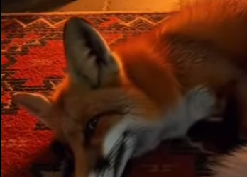 P2201003 From forgotten to cherished (Part 2)