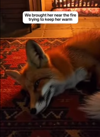 P2201003 From forgotten to cherished (Part 2)