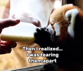 P2201006 This rescue gave life back (Part 2)