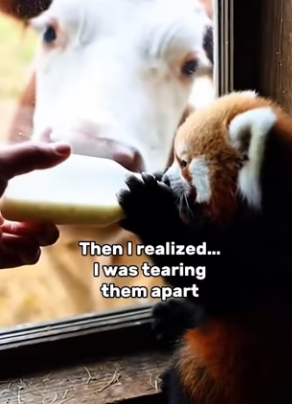 P2201006 This rescue gave life back (Part 2)