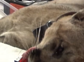 R2201004 Rescata al puma (Parte 2)