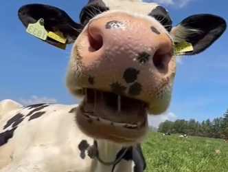 R2201005 ¿Sabías que las vacas no tienen dientes superiores (Parte 2)