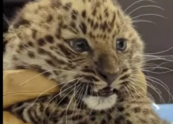 R2201003 Rescatando al cachorro de leopardo (Parte 2)