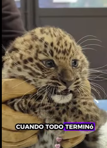 R2201003 Rescatando al cachorro de leopardo (Parte 2)