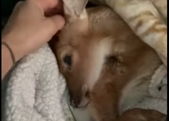 R2201007 Rescate de ciervos (Parte 2)