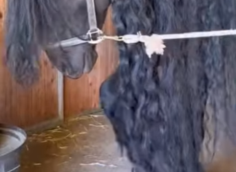 R2201006 ¿Hay que recortar la crin de los caballos (Parte 2)