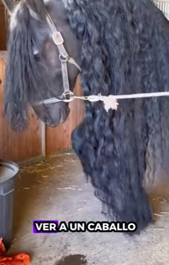 R2201006 ¿Hay que recortar la crin de los caballos (Parte 2)