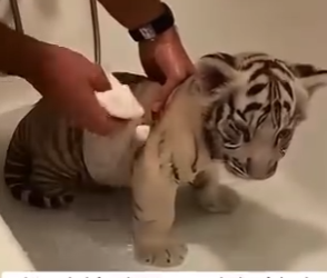 F0501007 este tigere blanco llego a mi casa y hize esto (Parte 2)