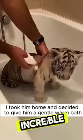 F0501007 este tigere blanco llego a mi casa y hize esto (Parte 2)