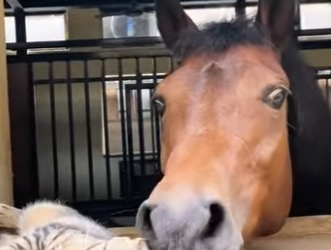 R2201001 Resulta que a los caballos también les gustan los gatitos (Parte 2)