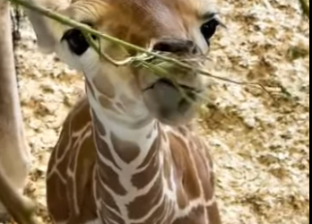 R2201002 Jirafa rescatada (Parte 2)