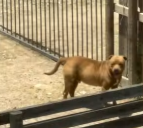 W2201005 This rescue meant everything (Part 2)