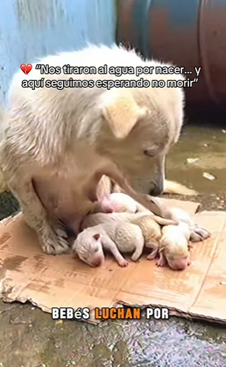 M2201006 Nos tiraron al agua por nacer… y aquí seguimos esperando no morir (Parte 2)