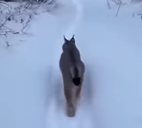 F0501006 este lince llego a mi casa desesperado y paso esto (Parte 2)