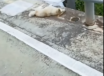 M2201002 Confié, comí… y caí al suelo temblando” (Parte 2)