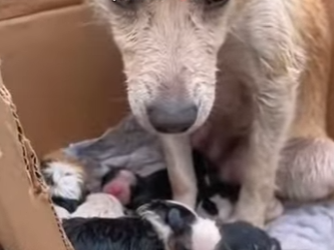 M2201004 Bajo la lluvia comenzó nuestra lucha por vivir (Parte 2)
