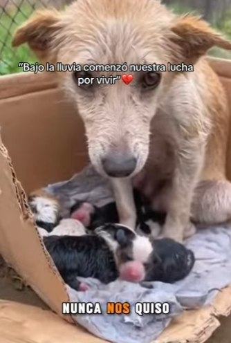 M2201004 Bajo la lluvia comenzó nuestra lucha por vivir (Parte 2)