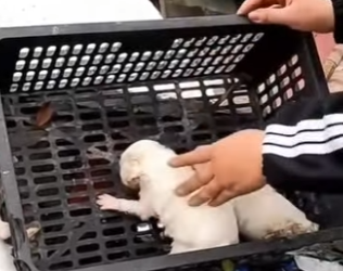 M2201001 Teníamos 8 días de vida y el frío casi nos apaga (Parte 2)