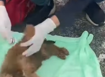 M2201003 Dos callejeros ambrientos yacían inmóviles en un montón de tierra (Parte 2)