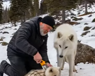 F050100lo que hizo este lobo fue increible (Parte 2)